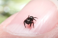 Chalcoscirtus diminutus