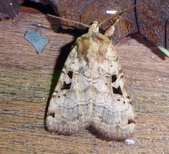 Xestia normanianus