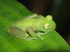 Nymphargus grandisonae