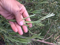 Salix exigua hindsiana