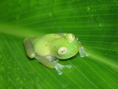 Nymphargus grandisonae