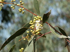 Eucalyptus argophloia