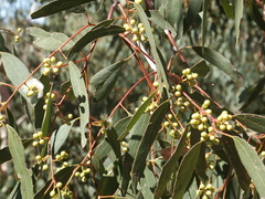Eucalyptus argophloia