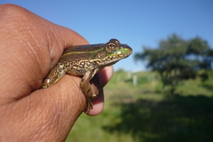 Lithobates montezumae