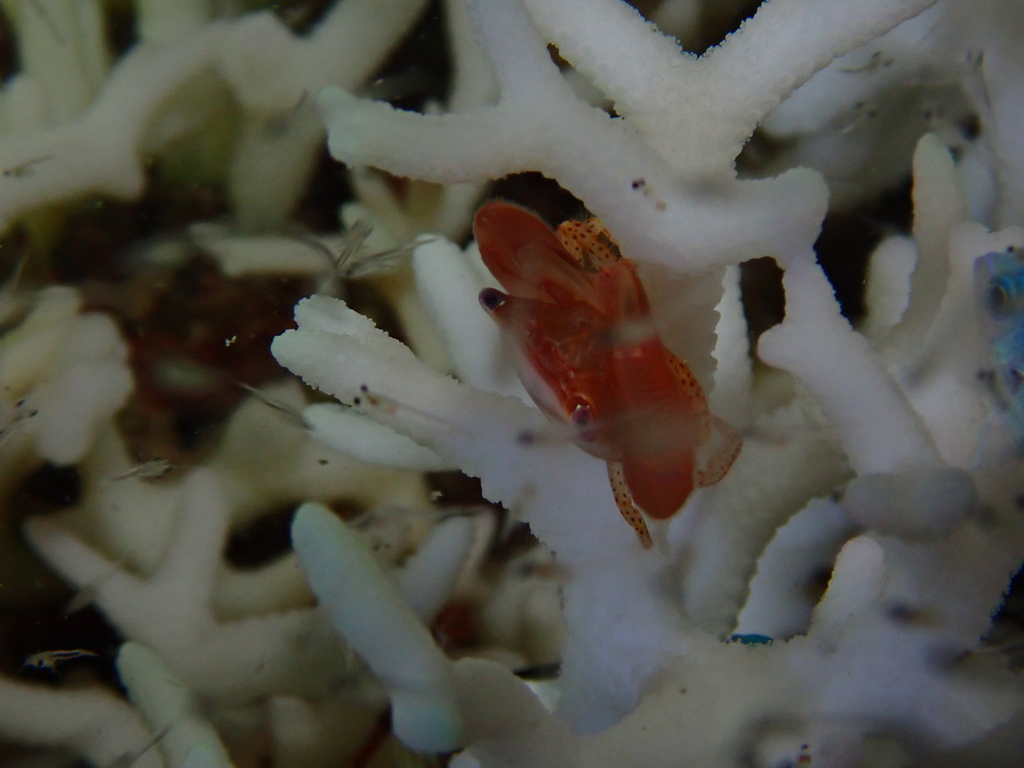 Trapezia guttata