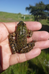 Lithobates montezumae
