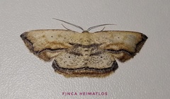 Campatonema marginata