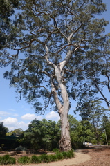 Eucalyptus biturbinata