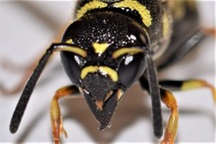 Parancistrocerus vagus