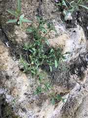 Oxybasis glauca salina