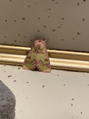 Psectrotarsia suavis