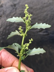 Oxybasis glauca salina