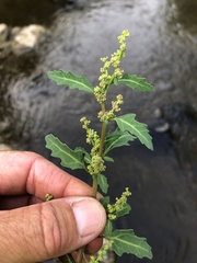 Oxybasis glauca salina