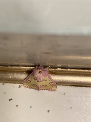 Psectrotarsia suavis