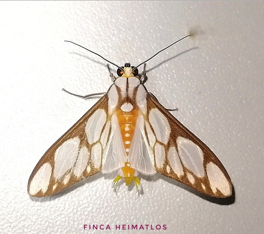Robinsonia sanea