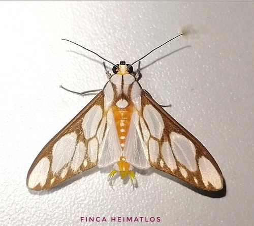 Robinsonia sanea