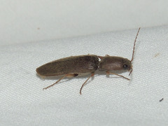 Conoderus parallelus