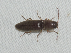 Conoderus parallelus