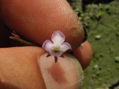 Lindernia procumbens