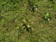 Lindernia procumbens