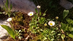 Erigeron melanocephalus
