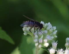 Pangoniinae