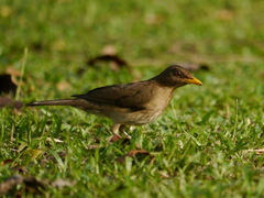Turdus pelios