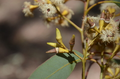 Eucalyptus fibrosa