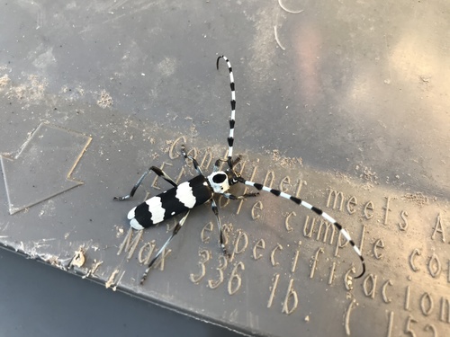 Banded Alder Borer