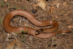 Brachyurophis australis