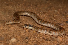 Brachyurophis australis