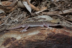 Diplodactylus vittatus