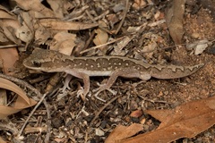 Diplodactylus vittatus