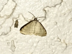 Taeniogramma octolineata