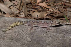 Oedura elegans