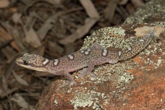 Oedura elegans
