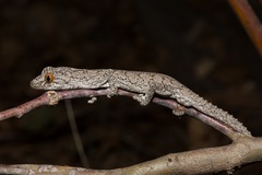 Strophurus williamsi