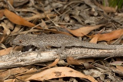 Strophurus williamsi