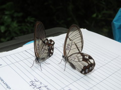 Pseudohaetera hypaesia