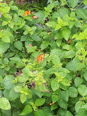 Junonia almana javana