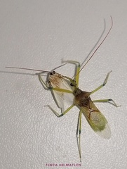 Ploeogaster