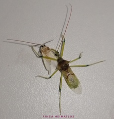 Ploeogaster