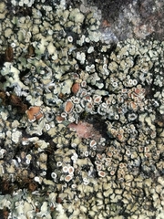 Lecanora bolcana