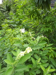 Appias libythea olferna