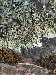 Lecanora bolcana