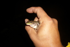 Lithobates montezumae