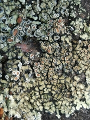Lecanora bolcana