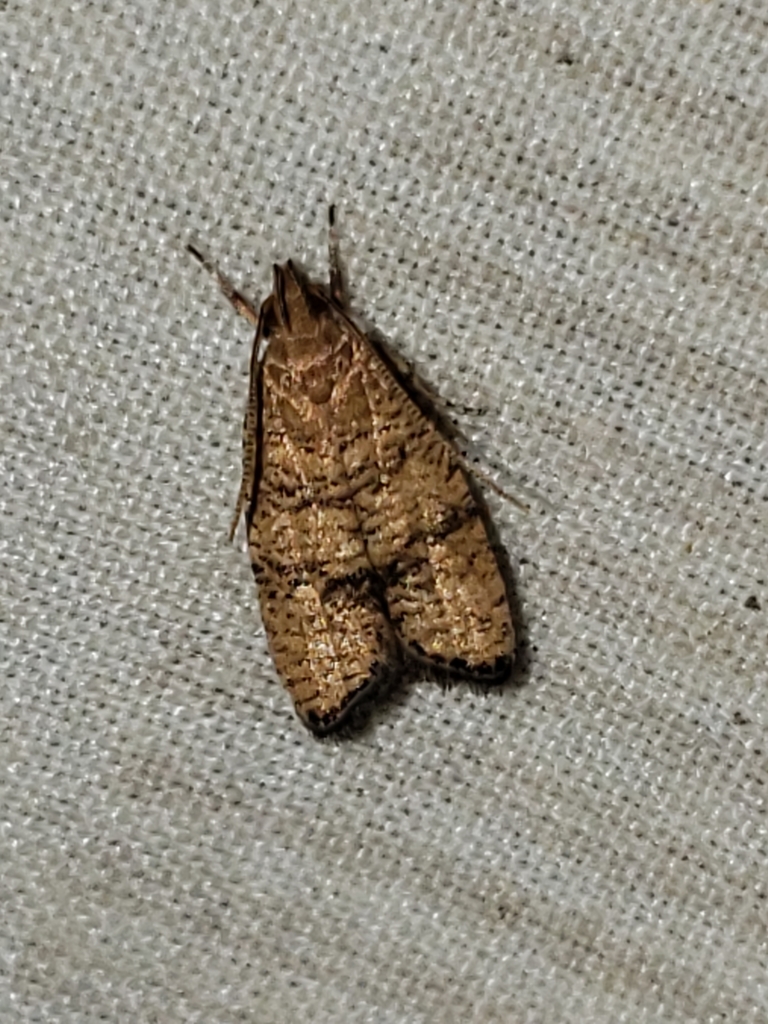 Oak Leaftier Moth