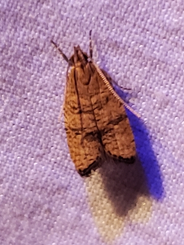 Oak Leaftier Moth photo 2