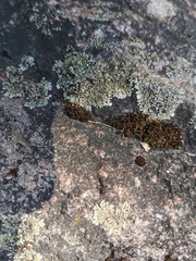 Lecanora bolcana